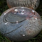 IMGP2742