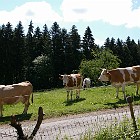 IMGP9964