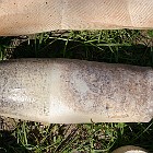 IMGP4135