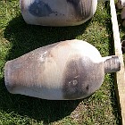 IMGP4156